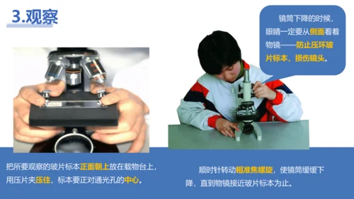 【核心素养目标】2.1.1《练习使用显微镜》课件(共42张PPT)