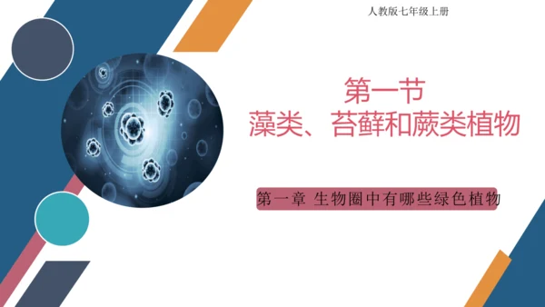 3.1.1 藻类、苔藓和蕨类植物课件 2023--2024学年人教版生物七年级上册(共26张PPT)