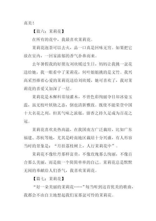 关于茉莉花的作文.docx