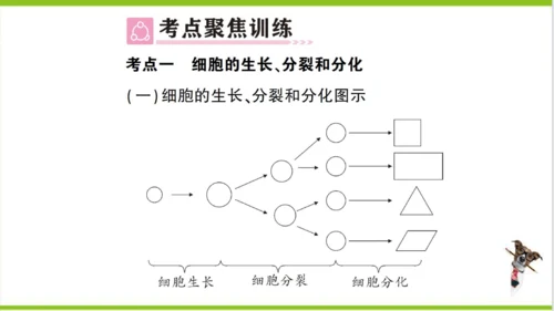 【掌控课堂-创优作业】人教版生物七(上)第二单元 第二章 细胞怎样构成生物体总结训练 (课件版)