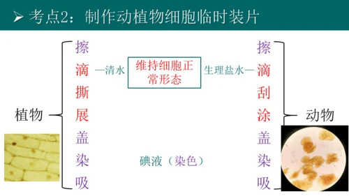 七上 第二单元生物体的结构层次-复习课件(共35张PPT)