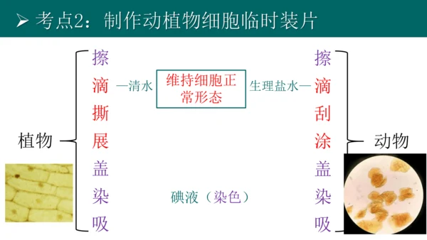 七上 第二单元生物体的结构层次-复习课件(共35张PPT)
