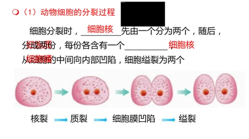 人教版（2024）七年级上册1.3.1细胞通过分裂产生新细胞 课件(共19张PPT)