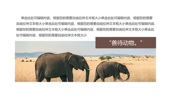 保防野生动物藏羚羊通用PPT模板