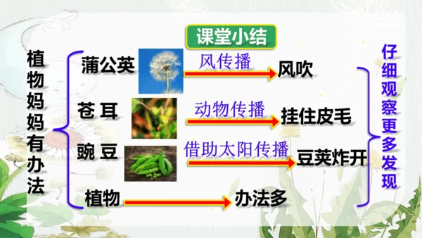 3 植物妈妈有办法 第二课时  课件