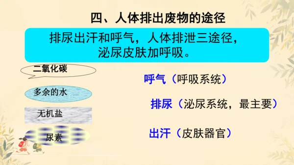 初中生物学人教版（新课程标准）七年级下册4.5 人体内废物的排出课件(共24张PPT)