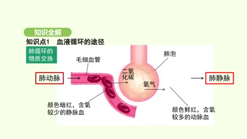 第四单元-第四章-第三节 输送血液的泵——心脏（第2课时）课件-2024-2025学年七年级生物下学