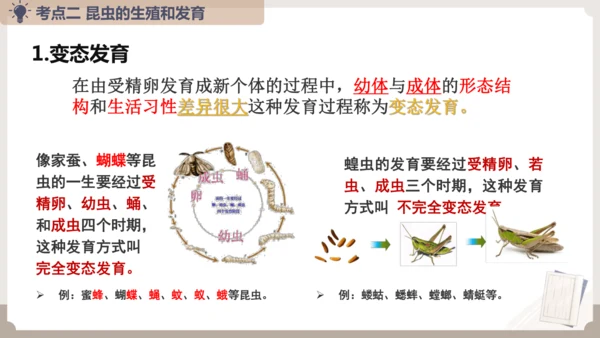 复习专题五生物的生殖和发育（串讲课件）-八年级生物上学期期末考点大串讲（人教版）(共20张PPT)