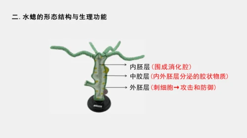 人教版初中八年级上册生物学5.1.1腔肠动物 课件(共21张PPT)