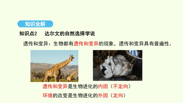 7.3.3生物进化的原因课件-人教版生物八年级下册(共37张PPT)