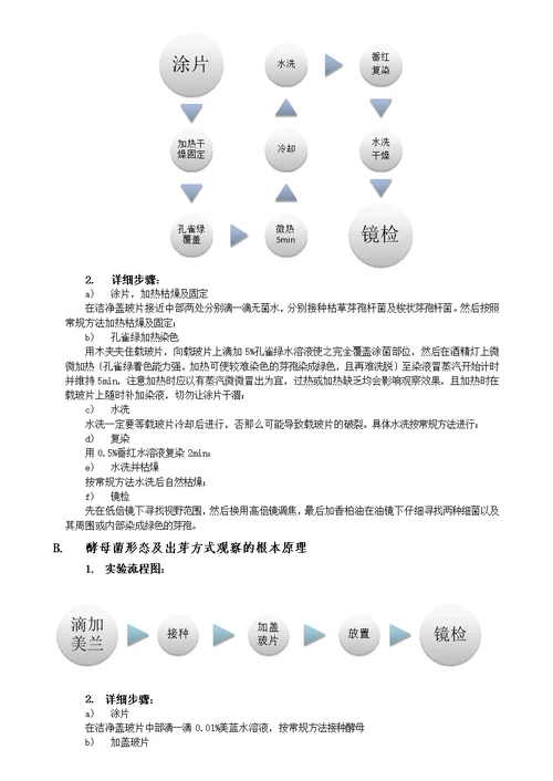 细菌芽孢染色及酵母菌的观察-山东大学