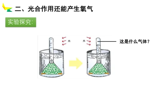 3.5.1 光合作用吸收二氧化碳释放氧气2023-2024学年七年级生物上册精品教学课件（人教版）(