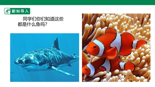 第九课《用彩墨画鱼》课件
