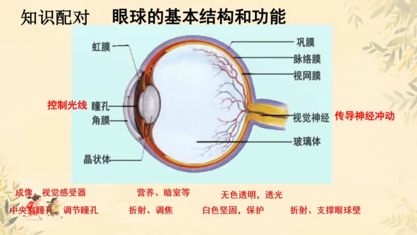 初中生物学人教版（新课程标准）七年级下册4.6.1人体对外界环境的感知课件(共33张PPT)