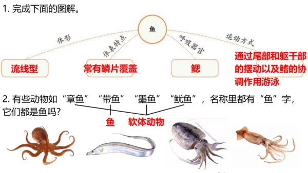 人教版生物八年级上册5.1.4《鱼》课件(共17张PPT)