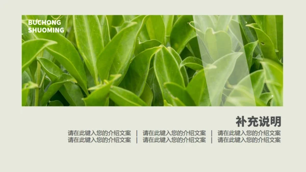 茶业店春茶产品介绍宣传手册通用PPT模板