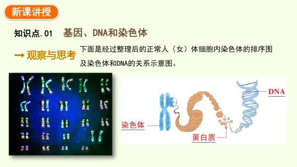 7.2.2基因在亲子代间的传递-八年级生物人教版下学期同步精品课件(共24张PPT)