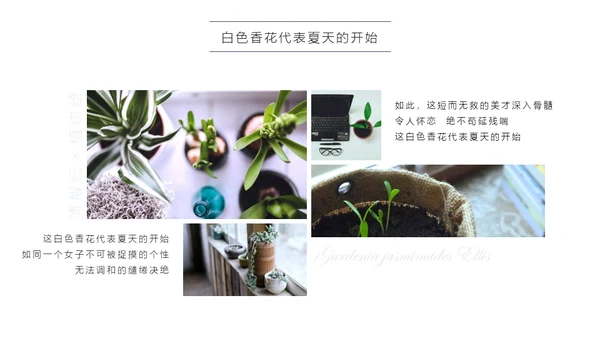 清醒纪植物绘小清新文艺女青年通用PPT模板