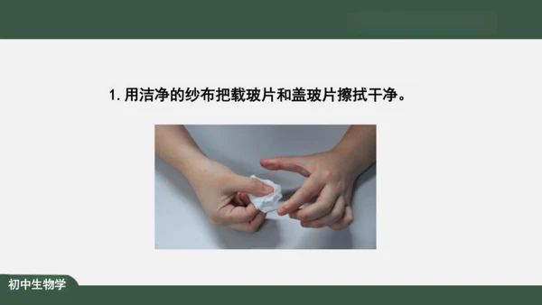 2.1.3 动物细胞 课件（共32张PPT）