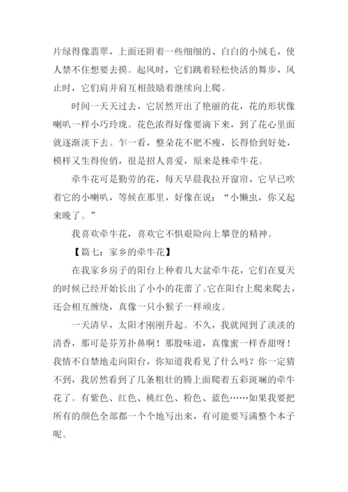 牵牛花的作文400字.docx