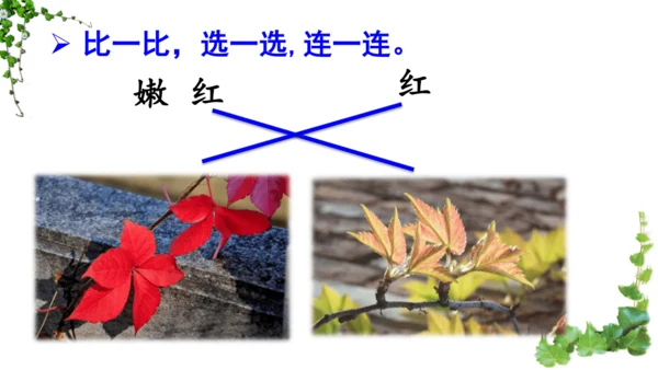 10 爬山虎的脚  课件