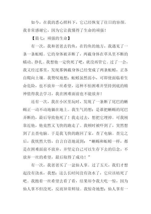 顽强的生命作文500字.docx