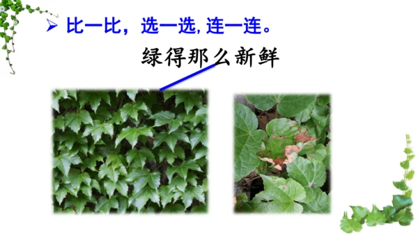 10 爬山虎的脚  课件