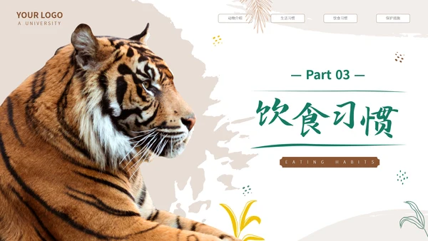 猎豹动物世界花豹科普介绍，豹子通用PPT模板