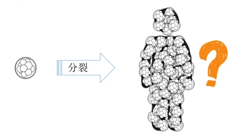 2.2.2 动物体的结构层次-2023-2024学年七年级生物上学期备课课件（人教版）(共26张PP