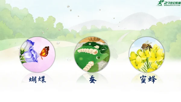 14《蜜蜂》课件