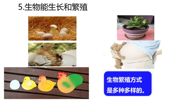 1.1.1生物的特征课件人教版生物七年级上册课件(共29张PPT)