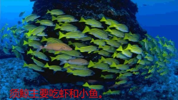 统编版语文五年级上册第五单元 习作例文《鲸》《风向袋的制作》 课件