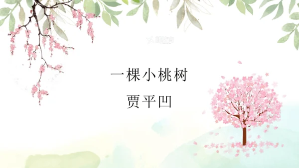 第19课 一棵小桃树 课件(共24张PPT)