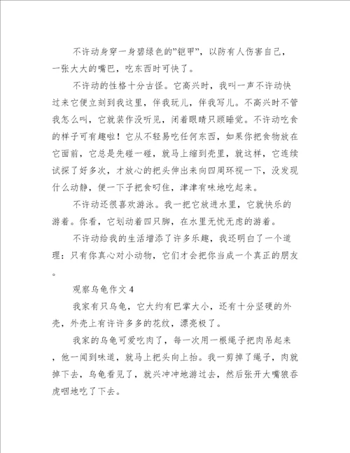 观察乌龟作文300字推荐4篇