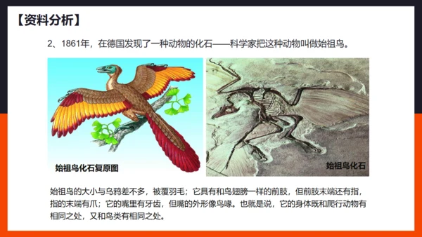 生命起源和生物进化企鹅通用PPT模板