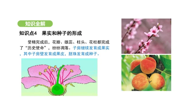 第三单元-第一章-第三节-开花和结果课件-2024-2025学年七年级生物下学期人教版(2024)(