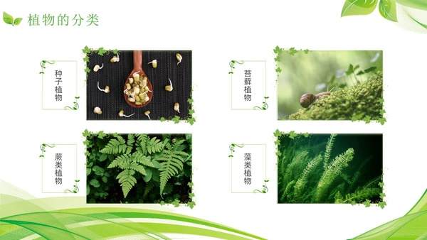 植物介绍简约绿色树叶花卉线条知识科普