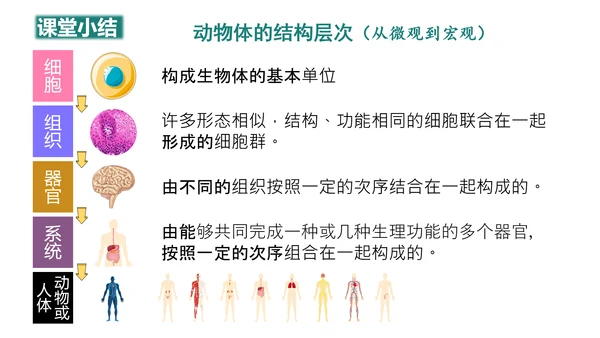 第一单元第三章从细胞到生物体（复习课件）-七年级生物上册同步教学精制课件（人教版2024）(共44张