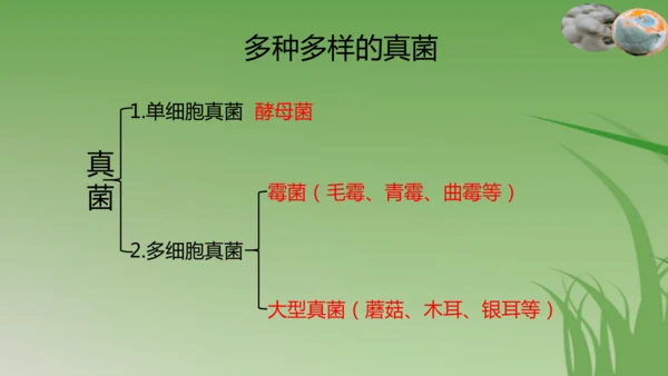 人教版生物七年级上册3.3《真菌》（课件）(共25张PPT)