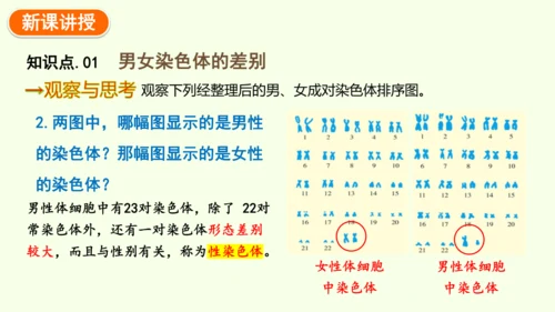 7.2.4人的性别遗传-八年级生物人教版下学期同步精品课件(共28张PPT)