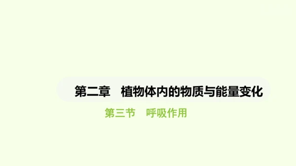 第三单元-第二章-第三节-呼吸作用课件-2024-2025学年七年级生物下学期人教版(2024)(共