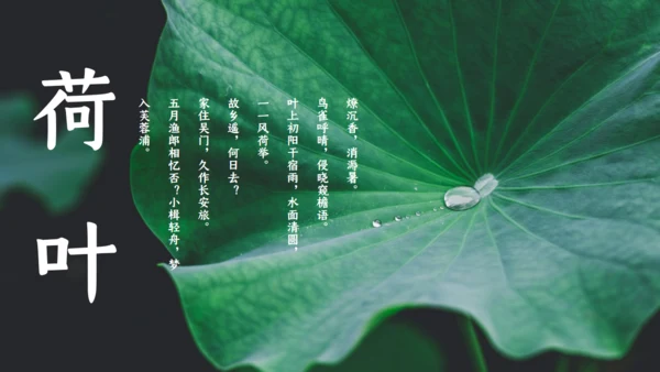 夏雨荷通用PPT模板