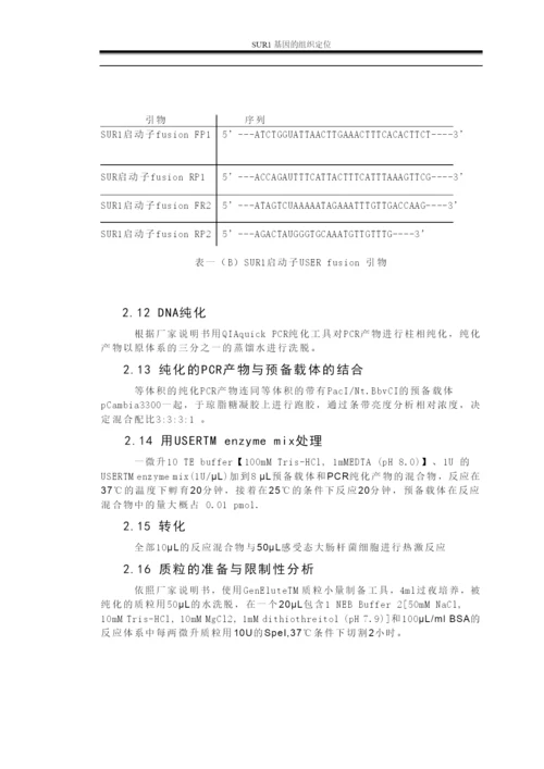 毕业论文—SUR1基因的组织定位.docx