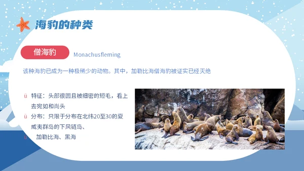 世界海豹日小海豹通用PPT模板