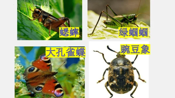 八年级上册语文第五单元 名著导读 《昆虫记》 课件