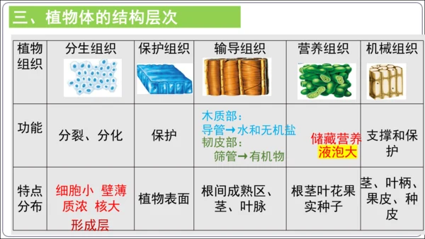 【2023秋人教七上生物期中复习考点梳理串讲+临考押题】第二章 细胞怎样构成生物体（串讲课件）(共2