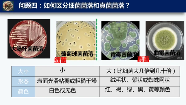 人教版生物七年级上册2.3.1《微生物的分布》课件(共22张PPT)+视频素材