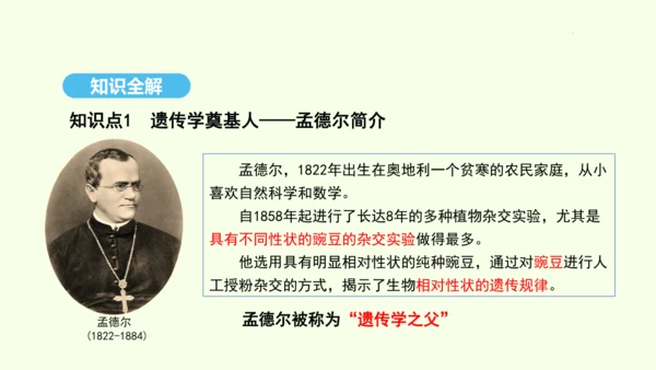 7.2.3基因的显性和隐性课件-人教版生物八年级下册(共31张PPT)