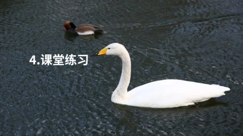 《天鹅》布丰天鹅湖通用PPT课件