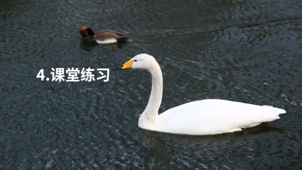 《天鹅》布丰天鹅湖通用PPT课件